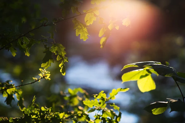 극적인 나무 빛 누출 풍경 배경으로 나뭇잎 — 스톡 사진