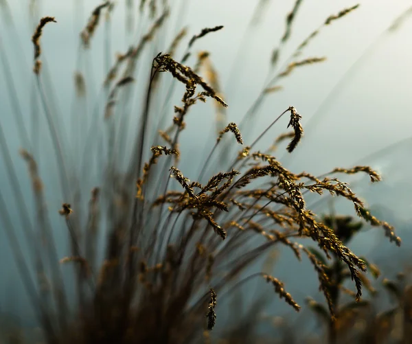 수평 선명한 노란색 호 밀 bokeh 배경 — 스톡 사진