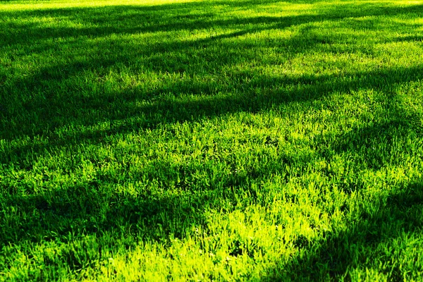 Hierba verde horizontal con sombras de árboles fondo bokeh — Foto de Stock