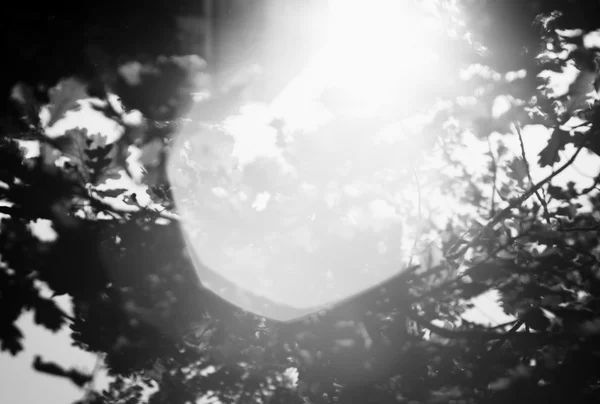 Horisontella svarta och vita solen blossa i träd bokeh bakgrund b — Stockfoto