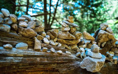 Yatay canlı renkler Orman ağacı taş zen meditasyon backgrou