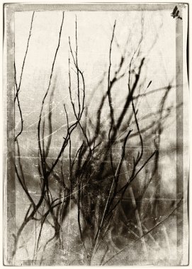 Dikey vintage sepya kartpostal Norveç sonbahar dramatik dalları