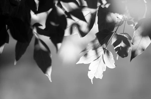 Οριζόντια μαύρο και άσπρο δέντρο φύλλα bokeh φωτοβολίδα κορυφαία ευθυγραμμισμένα β — Φωτογραφία Αρχείου