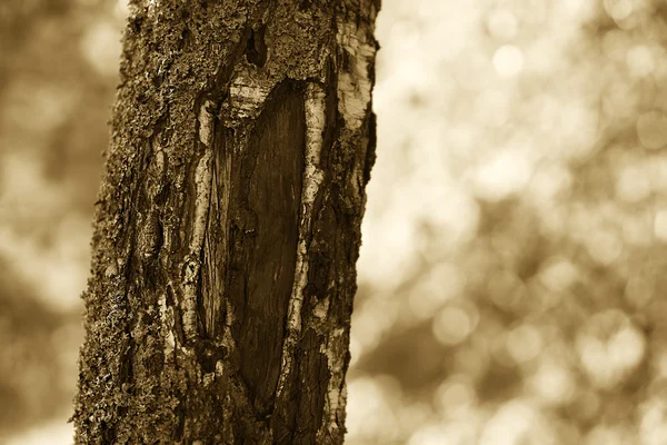 Vertikální sépiový strom pozadí — Stock fotografie