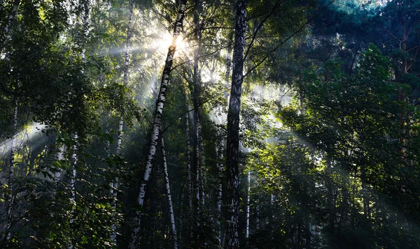 Rayons de soleil horizontaux vifs au fond du paysage forestier russe — Photo