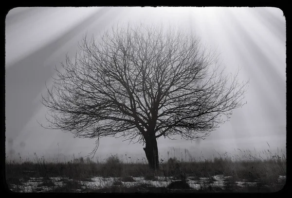 Драматический одинокий одинокий винтажный фон открытки дерева — стоковое фото