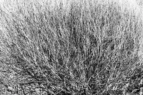 Parte superior horizontal en blanco y negro del fondo del árbol — Foto de Stock