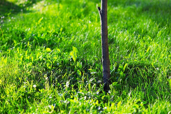 Pelouse d'été paysage fond — Photo