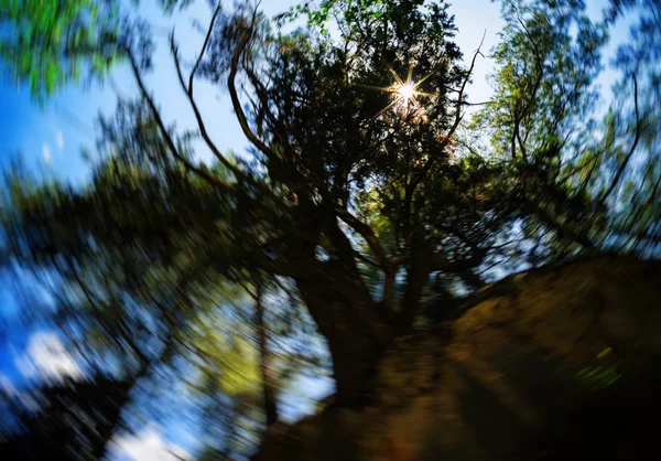 Gigantisk levande träd solen persepctive bakgrund — Stockfoto