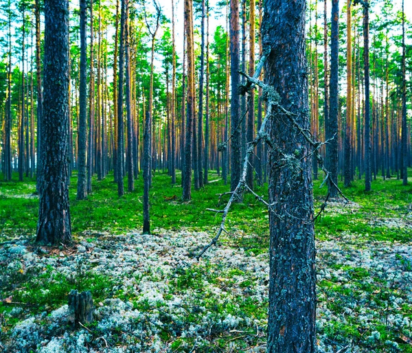 Horizontal vívida floresta verde vibrante composição vertical backg — Fotografia de Stock