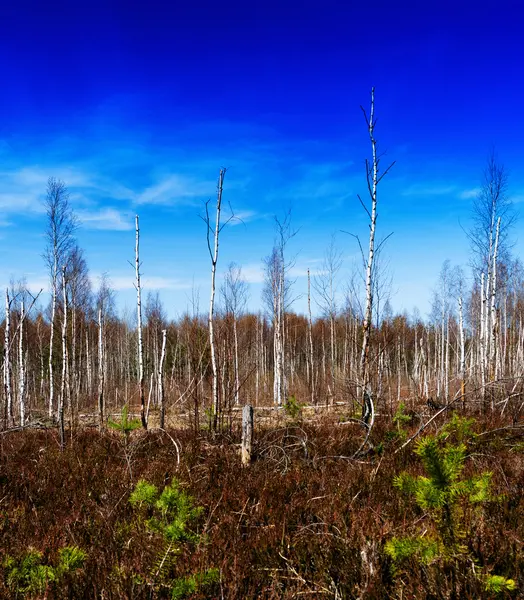 Quadrado vívido outono Midland floresta floresta floresta paisagem backgroun — Fotografia de Stock