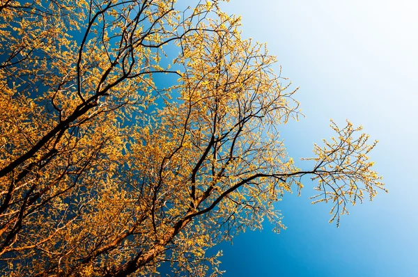 Poziomy żywe pomarańczowy liści gałęzie lewej wyrównany projekt ele — Zdjęcie stockowe
