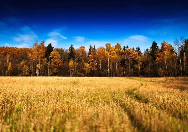 Orizzontale vivido autunno paesaggio foresta campo strada fondo b — Foto Stock
