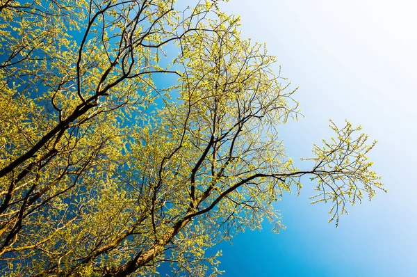 수평 선명한 노란색 나뭇잎 지점 왼쪽 정렬 된 디자인 요소 — 스톡 사진