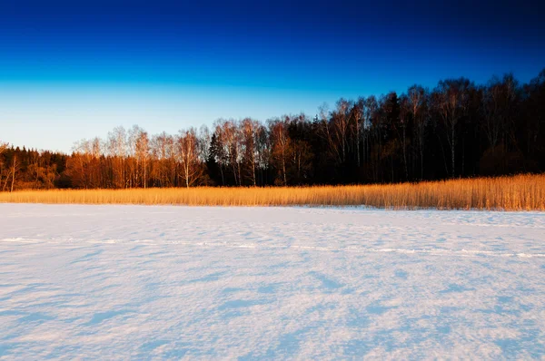 겨울 작물 수평선 숲 풍경 구성 — 스톡 사진