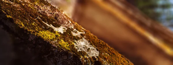 Horizontální živé teplé světlo moss na bunkru krajina perspektivy — Stock fotografie