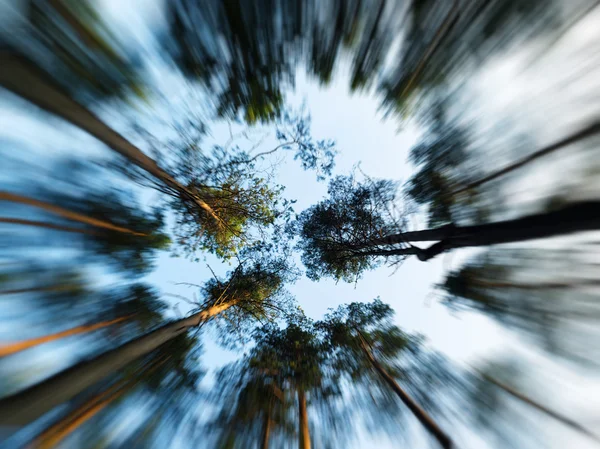 Деревья в небо абстракция движения — стоковое фото