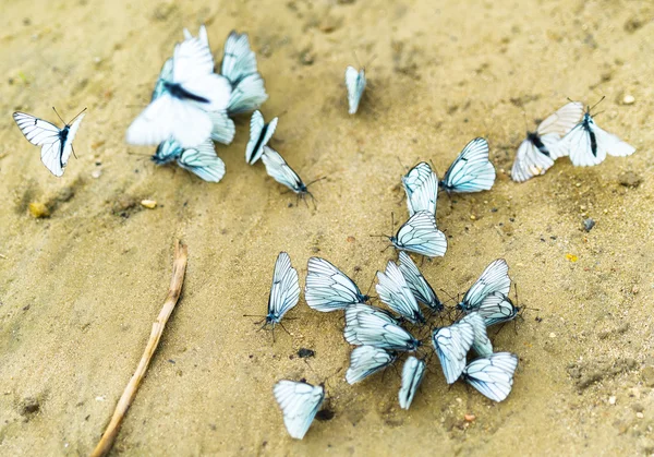 Horizontale levendige witte vlinders flashmob op zand achtergrond b — Stockfoto