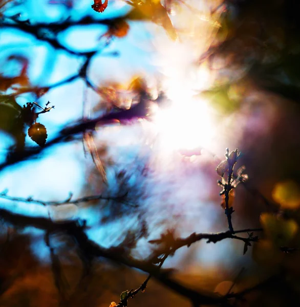 Torget levande autum solen läcka gren lämnar bokeh abstraktion tillbaka — Stockfoto