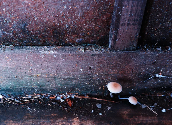 Horizontal vibrant psychedelic mushrooms in dirty corner