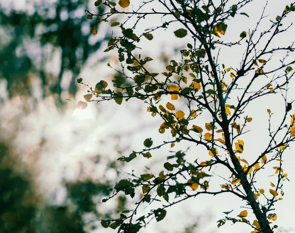 水平充满活力的秋树分枝与太阳泄漏 bokeh 后退 — 图库照片