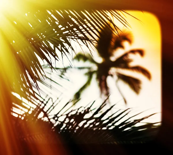 Solnedgången palm tree suddig inramade vykort bakgrund — Stockfoto