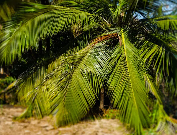 Horizontal palmera vívida hojas bokeh fondo telón de fondo — Foto de Stock