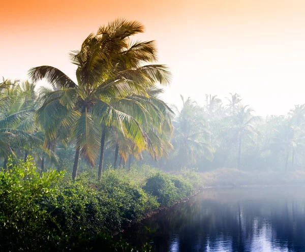 Horizontal vívida palma india puesta del sol en el lago playa fondo bac — Foto de Stock