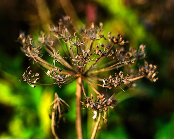 Horizontální zářivé žluté přírodní rostlinné detailní makro na zelené boke — Stock fotografie