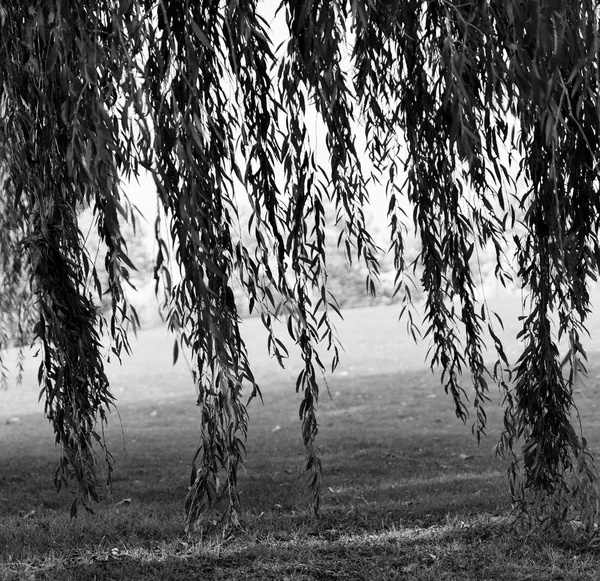 Quadrado preto e branco salgueiro ramos fundo — Fotografia de Stock