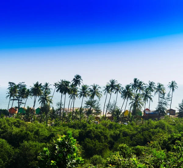 Plaza vívida palmera selva playa paisaje fondo — Foto de Stock