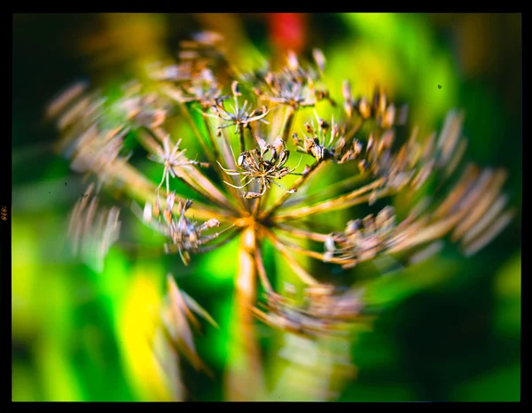 Horisontella levande gula natur växt närbild makro på gröna boke — Stockfoto