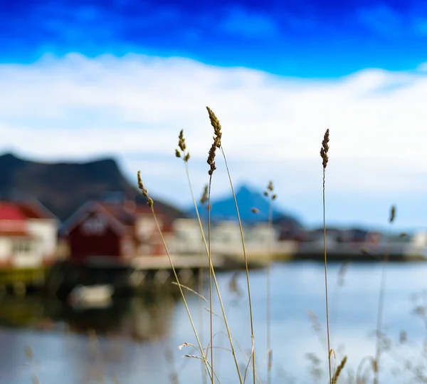 水平の鮮やかな鮮やかなライ麦ボケ フィヨルド山背景 bac — ストック写真