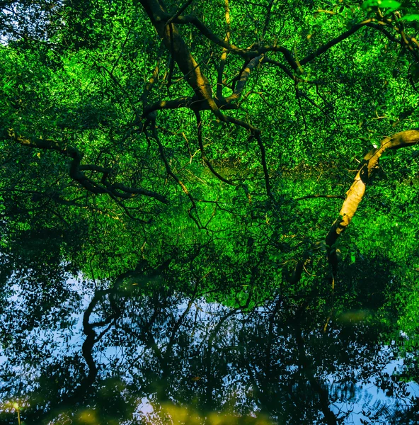 Square vivid indian jungle forest water reflections background b — Stock Photo, Image