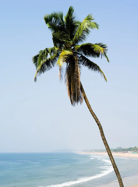 Palmera vívida vertical sur viaje paraíso paisaje fondo b — Foto de Stock