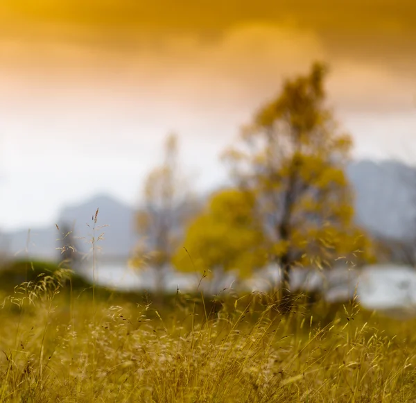 Piazza vivida Norvegia autunno bokeh fiordo albero paesaggio sfondo — Foto Stock