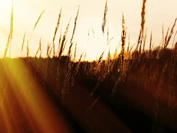 Campo de centeno al atardecer con rayos de luz paisaje fondo — Foto de Stock