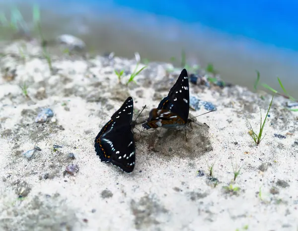 수평 생생한 몇 나비 bokeh 배경 배경 — 스톡 사진