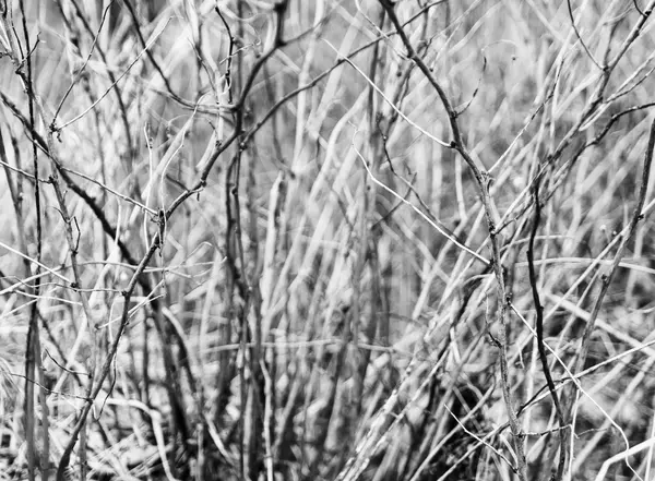 Horizontal black and white bush branches bokeh background backdr — Stock Photo, Image