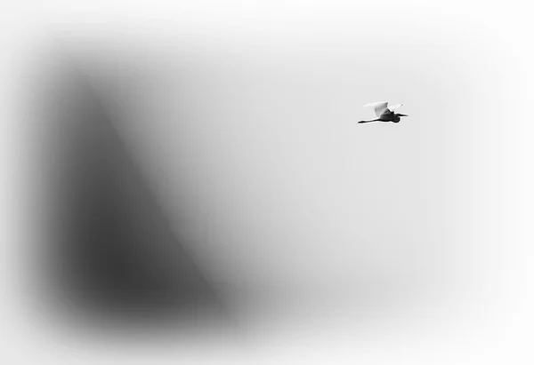 Vízszintes fekete-fehér ardea repülés kék színátmenet hátán — Stock Fotó