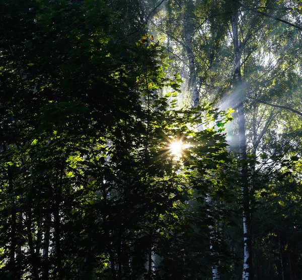 Piazza raggi di sole vividi a sfondo foresta russa paesaggio — Foto Stock