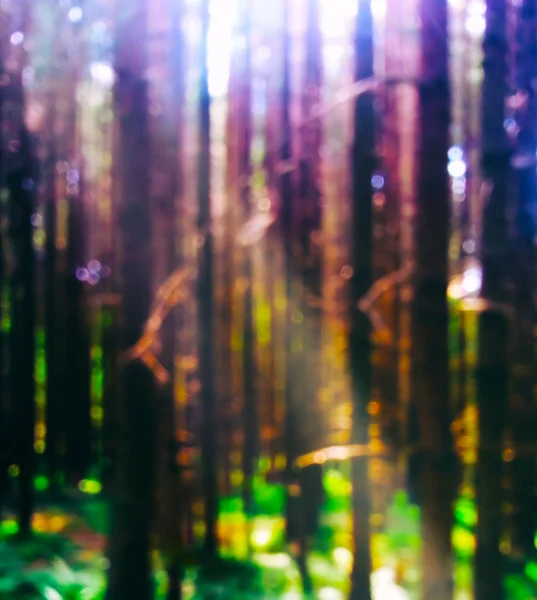 Fuite verticale de lumière dans le fond bokeh de la forêt — Photo