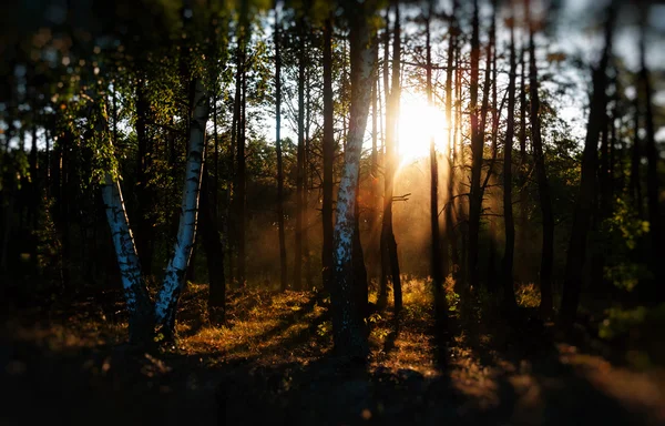 Horizontal vif soleil à travers les arbres bokeh — Photo