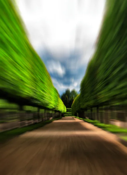 Vert idyllique allée arbre parc mouvement abstrait — Photo