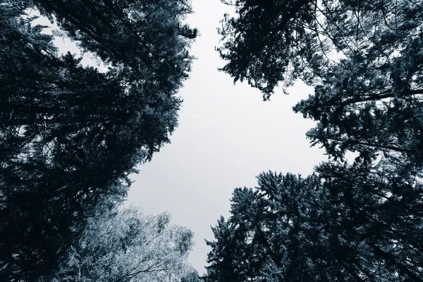 Forêt sépia bleue horizontale avec fond de ciel blanc — Photo