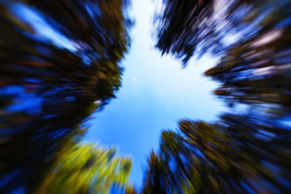 Árvores circundantes zoom em abstração — Fotografia de Stock