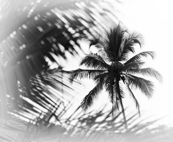 Horizontal blanco y negro indio palmera recuerdos vignette bo — Foto de Stock