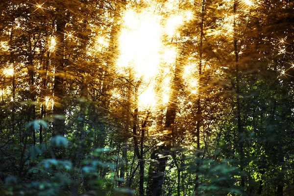 Οριζόντια ηλιοβασίλεμα φωτοβολίδες σε δασικό τοπίο φόντου — Φωτογραφία Αρχείου
