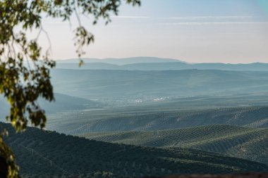 Endülüs 'teki zeytin ağaçları