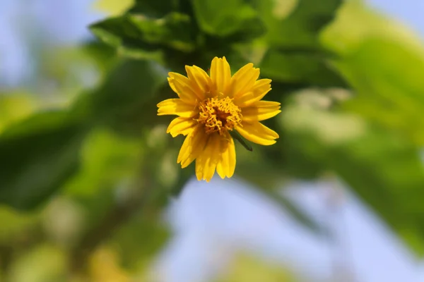 ウェデリア トリオバタの花が庭に咲いている — ストック写真